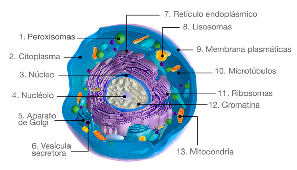 Celula animal Terapia Celular