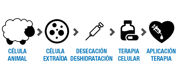proceso Terapia Celular